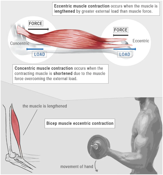 Lengthening of muscles during a bicep curl