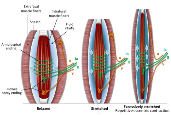 Lengthening of muscles during a bicep curl