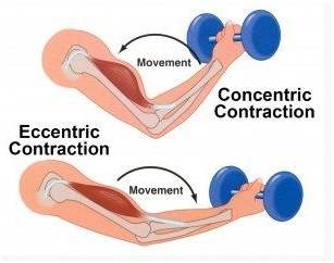 Lengthening of muscles during a bicep curl